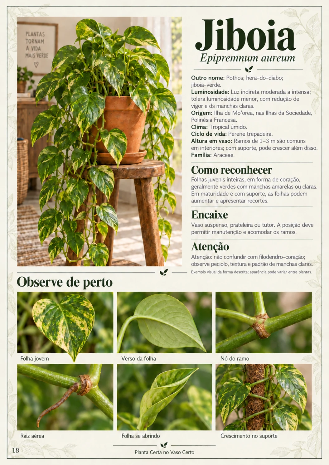 Página real do guia Planta Certa no Vaso Certo